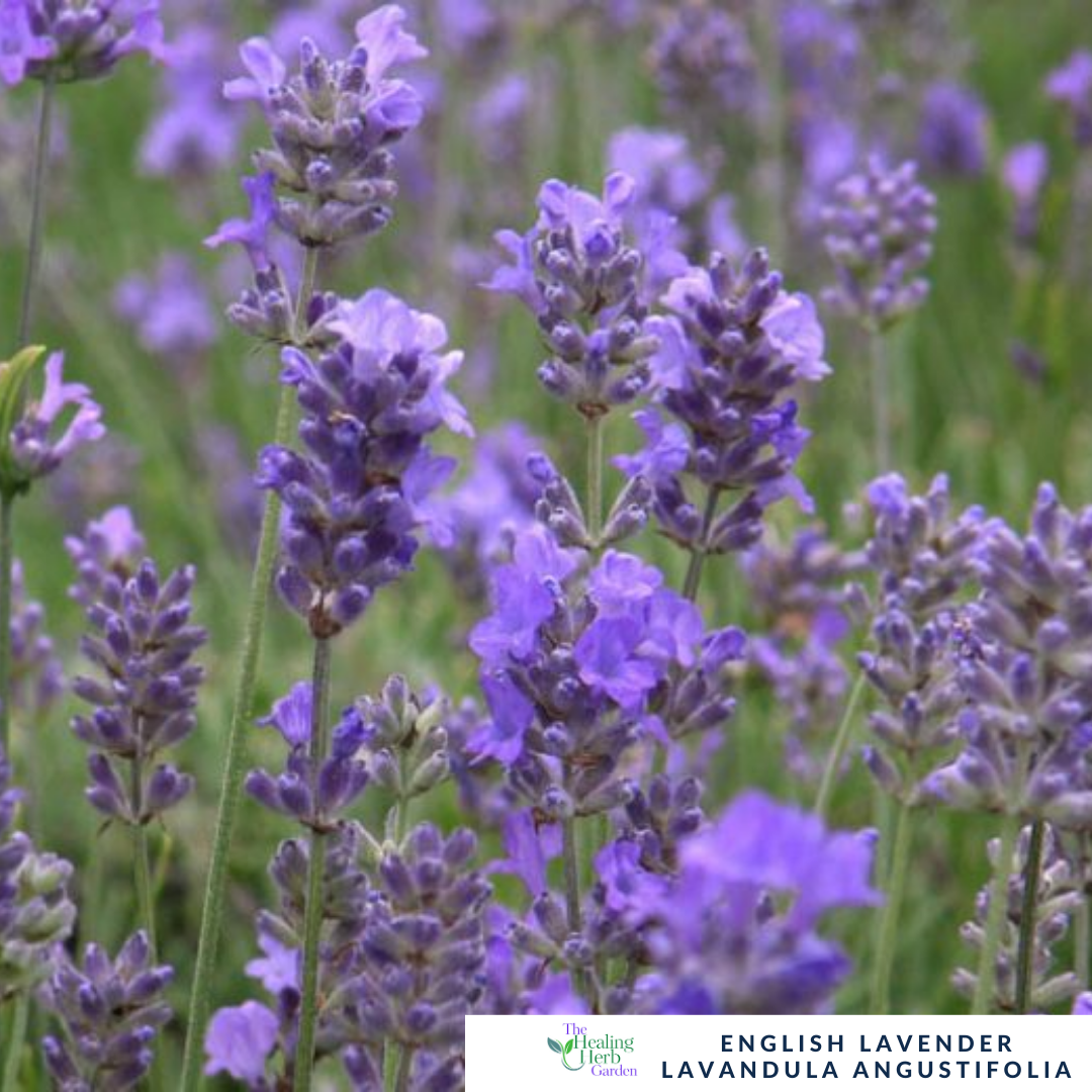 English Lavender – For Calm & Fragrant Pollinator-Friendly Borders