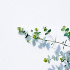 Eucalyptus Baby Blue – Silver-Foliaged Evergreen Tree