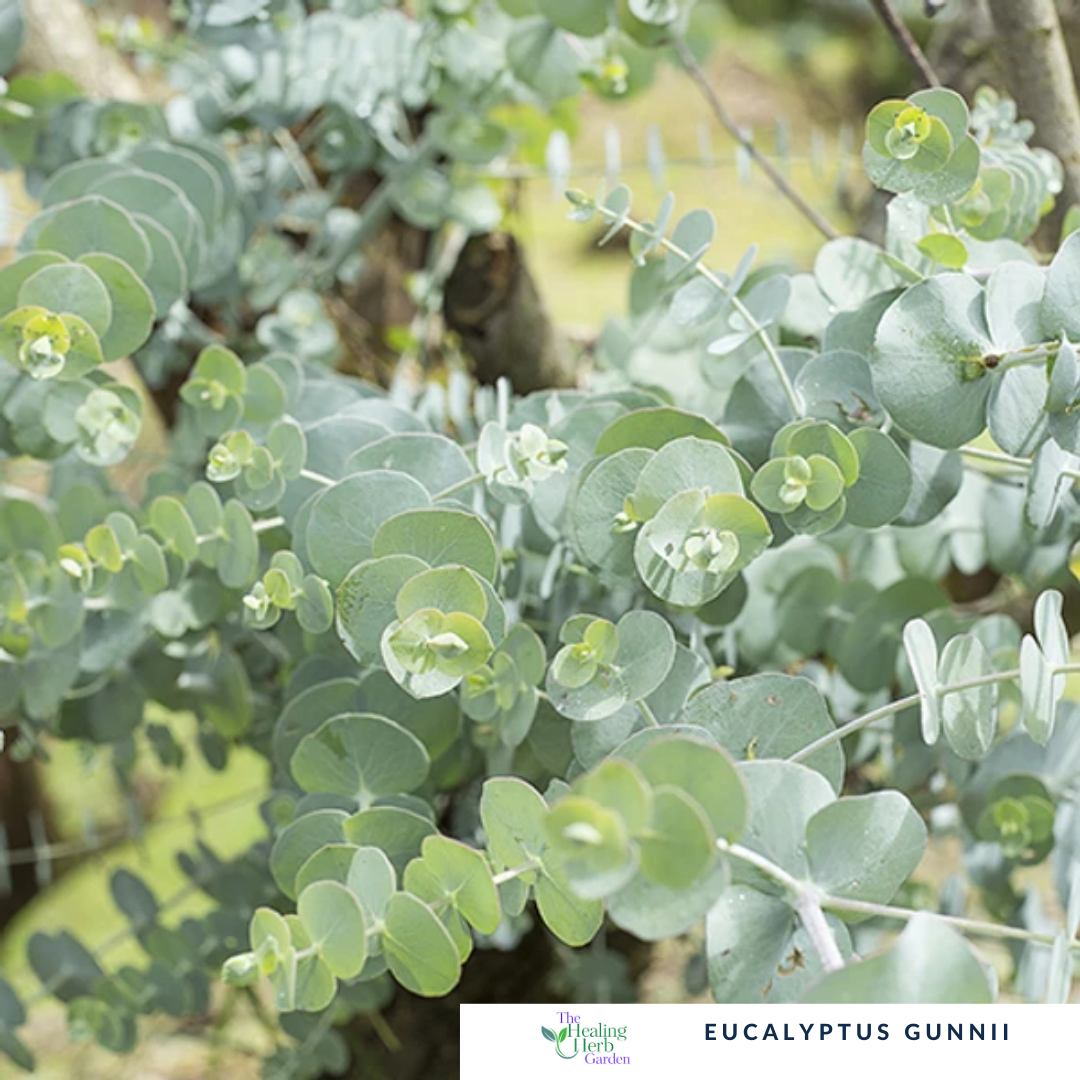 Eucalyptus Gunnii – For Respiratory Support & Fragrant Silver Foliage
