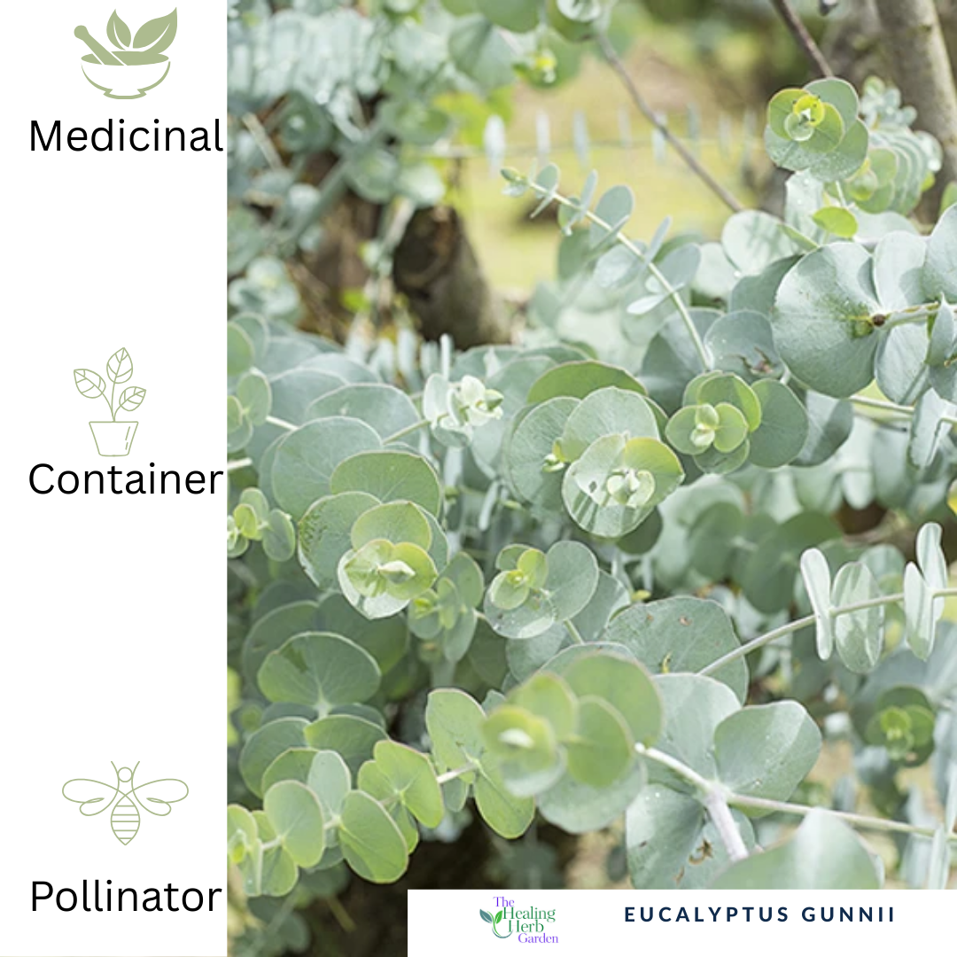 Eucalyptus Gunnii – For Respiratory Support & Fragrant Silver Foliage
