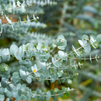 Eucalyptus Baby Blue – Silver-Foliaged Evergreen Tree