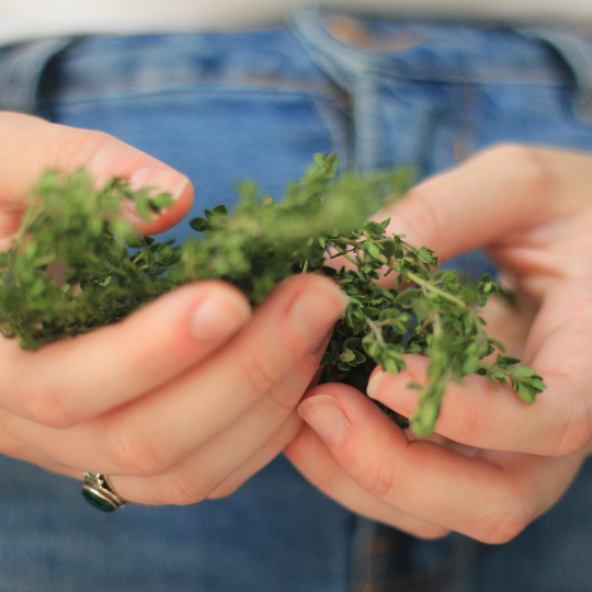 Broadleaf Thyme – Fragrant Culinary Herb