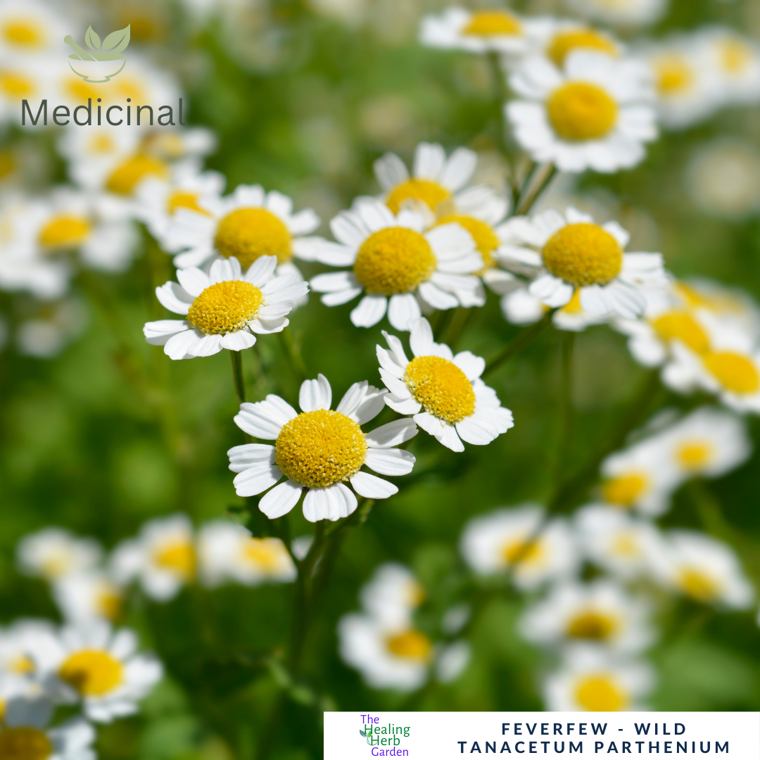 Feverfew – For Headache Relief & Healing Herbal Gardens