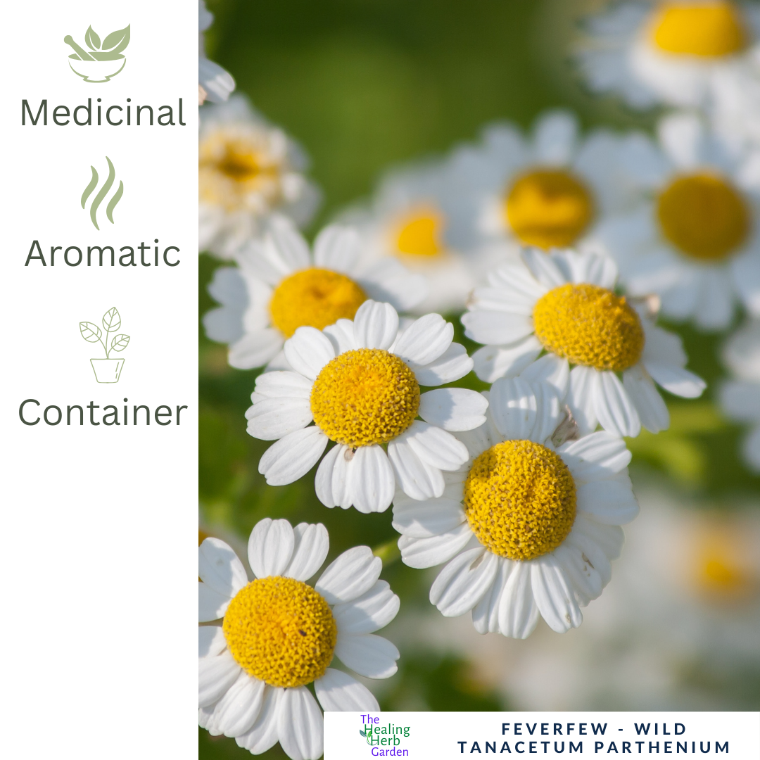 Feverfew – For Headache Relief & Healing Herbal Gardens