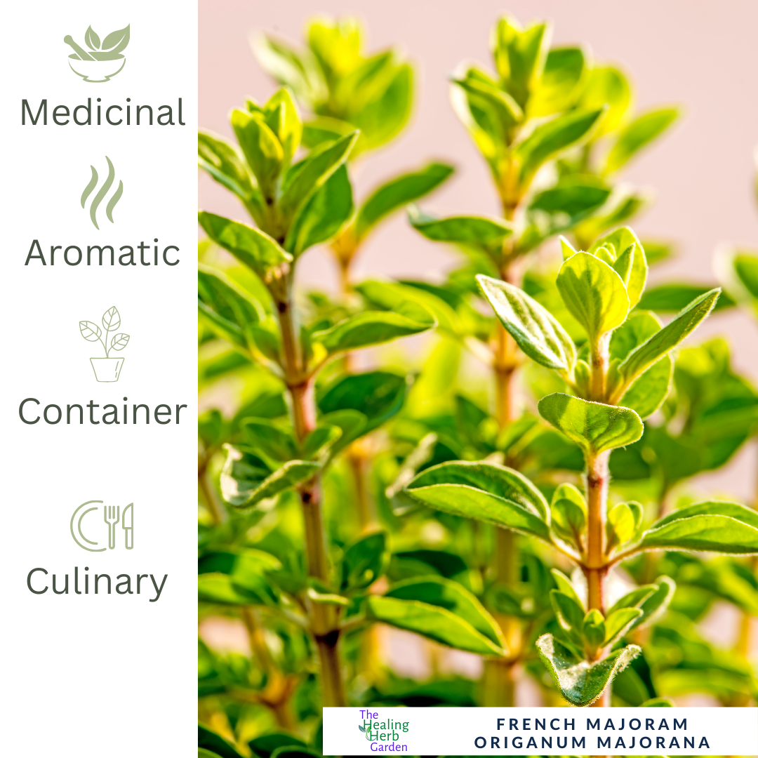 French Marjoram – Classic Herb for Mediterranean Seasoning