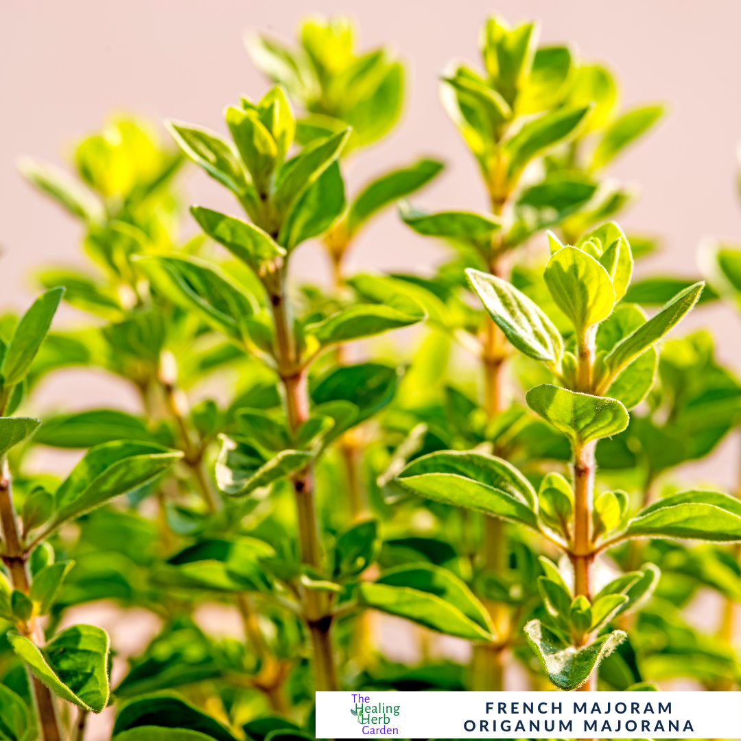 French Marjoram – Classic Herb for Mediterranean Seasoning