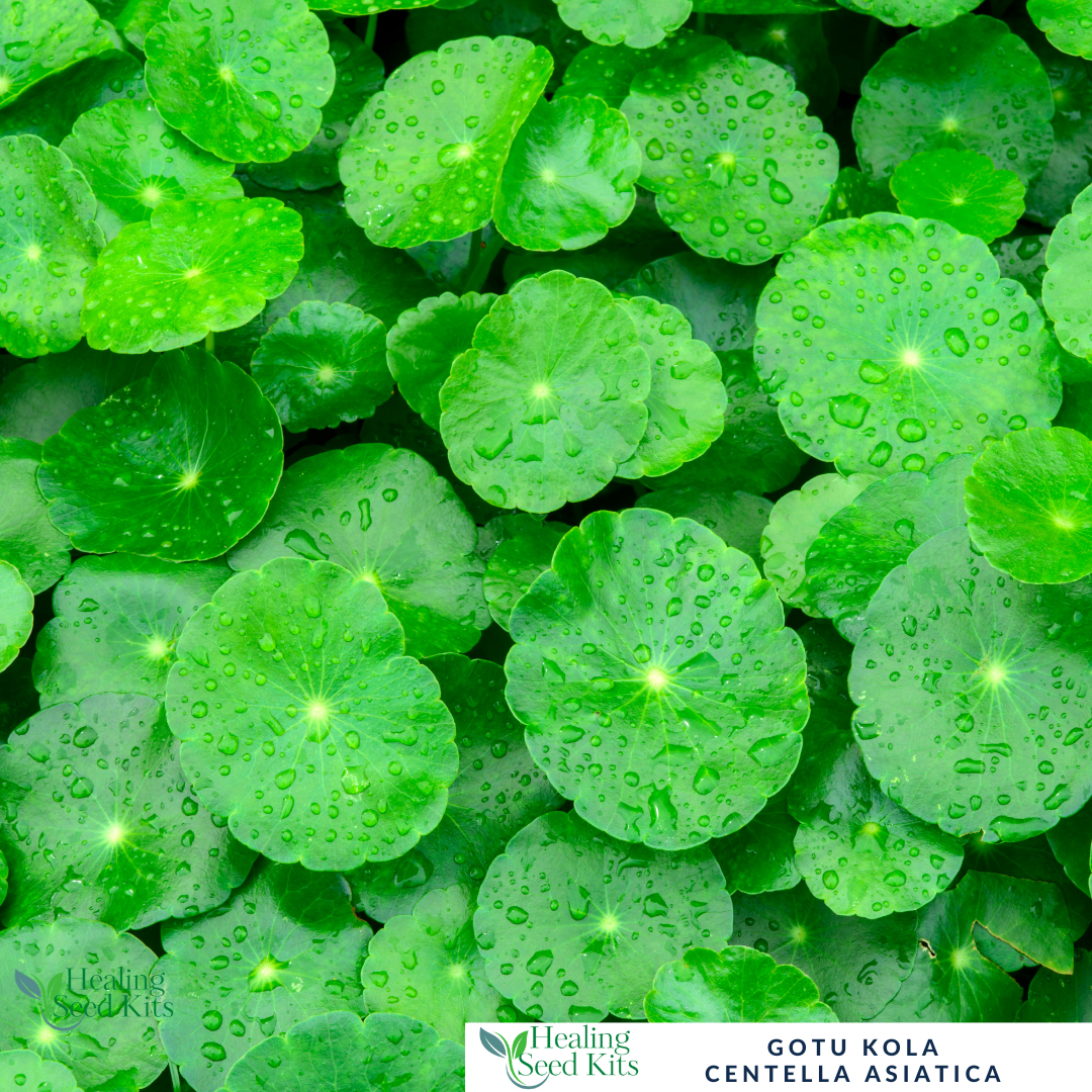 Gotu kola - For Cognitive Support & Skin-Healing Herbal Remedies