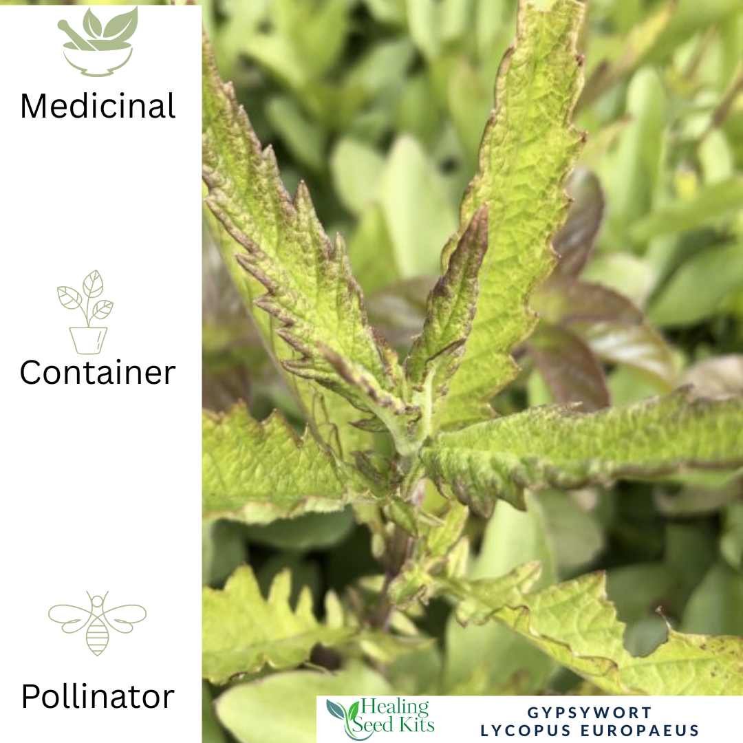 Gypsywort – For Herbal Wellness & Wildlife-Friendly Gardens
