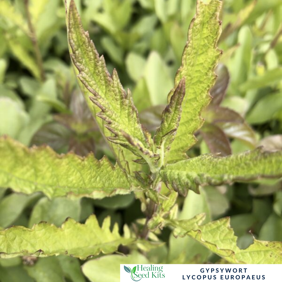 Gypsywort – For Herbal Wellness & Wildlife-Friendly Gardens