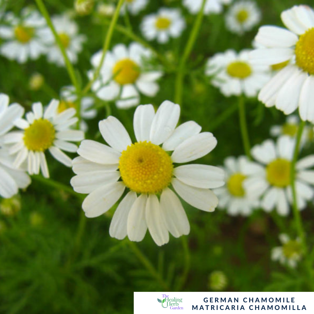 German Chamomile – For Relaxation & Healing Herbal Teas