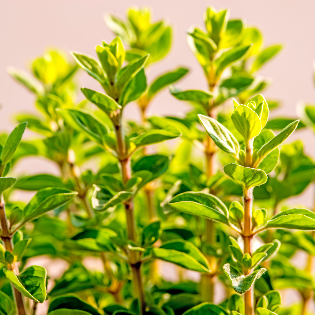 Culinary Herb Plants UK - Choose Your Own Fresh Herbs