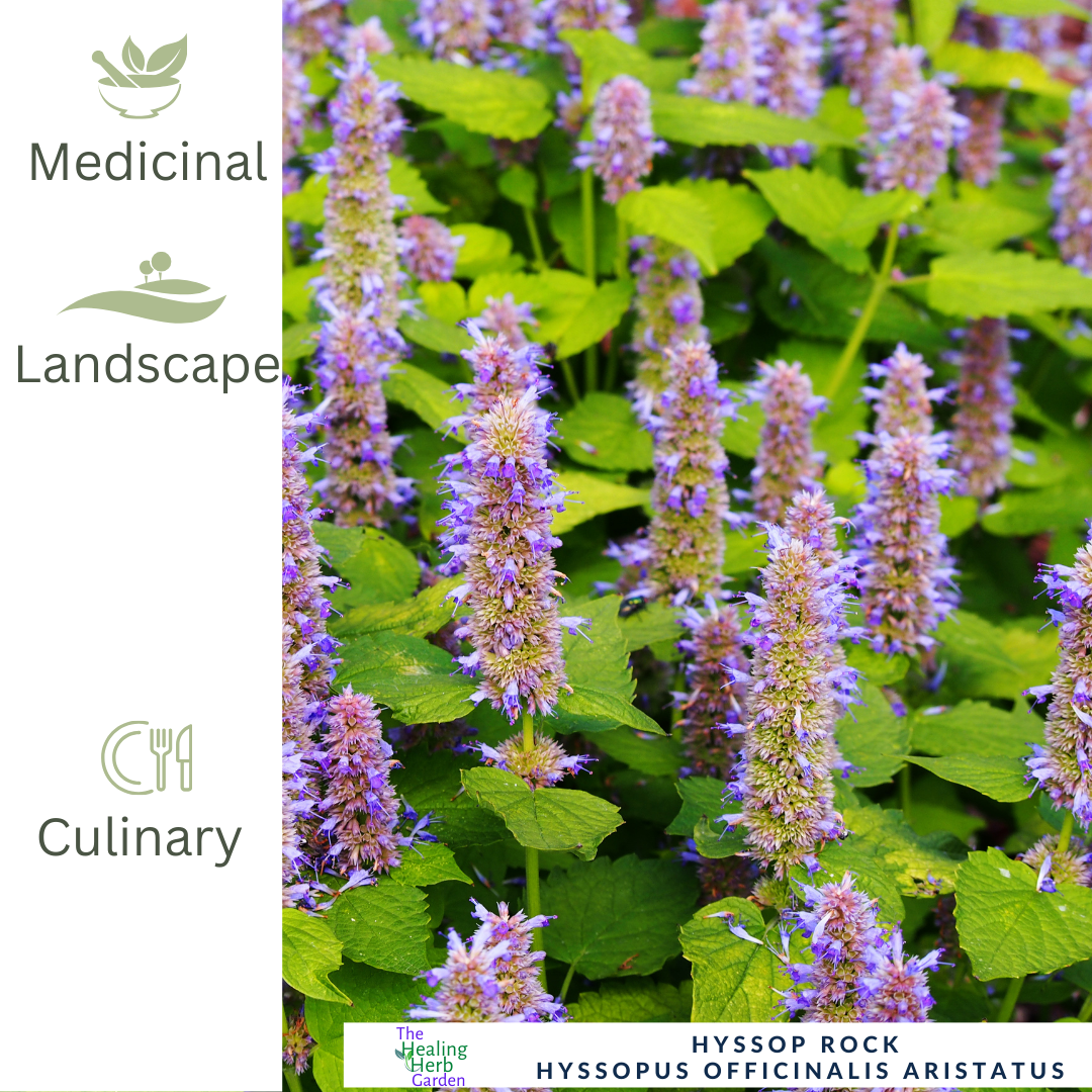 Hyssop - Rock – For Healing Teas & Aromatic Leaves