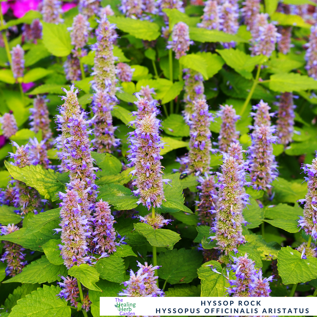 Hyssop - Rock – For Healing Teas & Aromatic Leaves