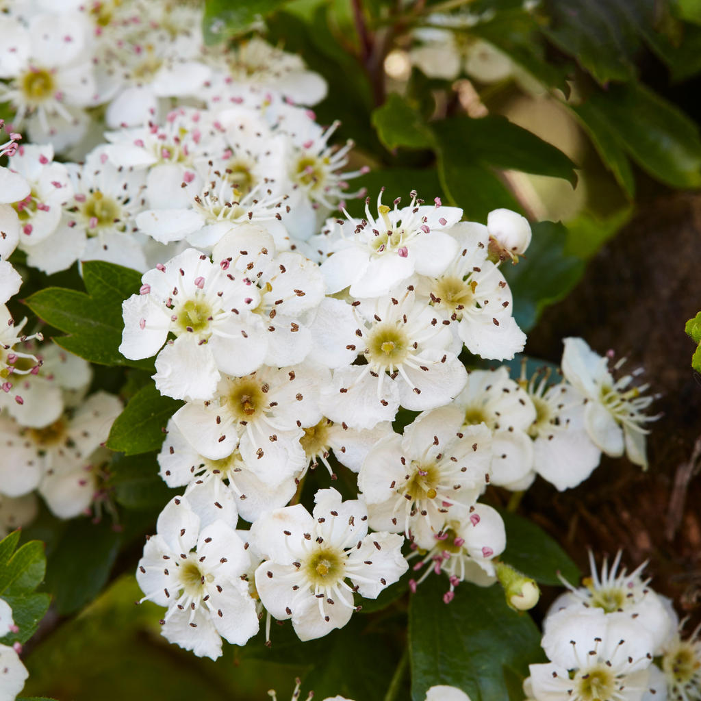 Hawthorn Bare Root Hedge Plant (Crataegus monogyna)