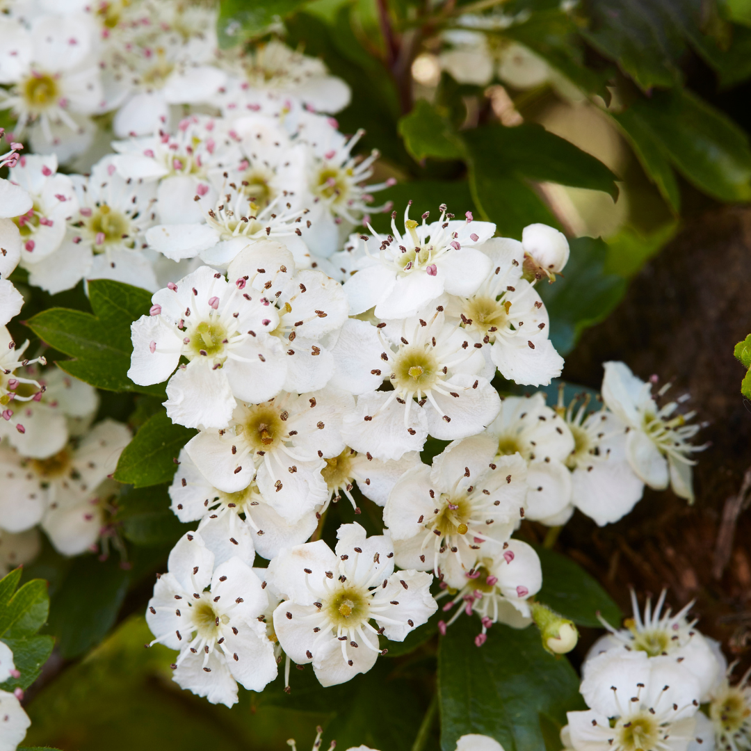 Hawthorn Bare Root Hedge Plant (Crataegus monogyna)