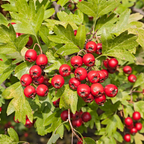 Hawthorn Bare Root Hedge Plant (Crataegus monogyna)
