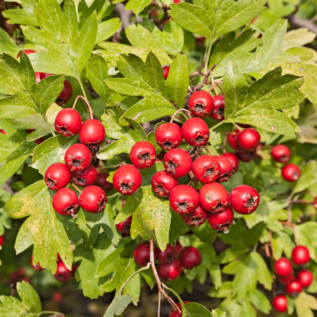 Hawthorn Bare Root Hedge Plant (Crataegus monogyna)