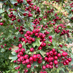 Hawthorn Bare Root Hedge Plant (Crataegus monogyna)