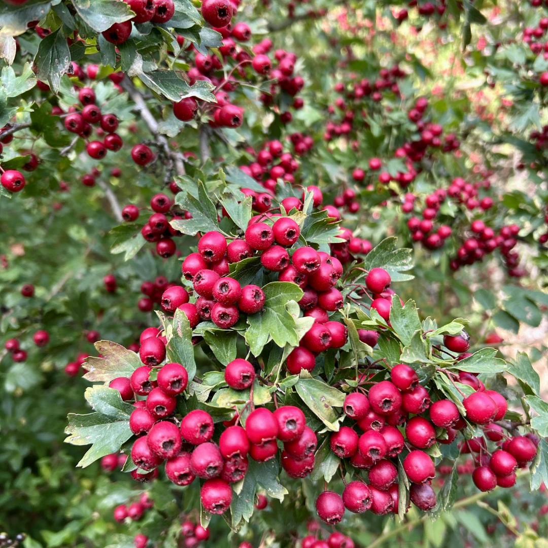 Hawthorn Bare Root Hedge Plant (Crataegus monogyna)