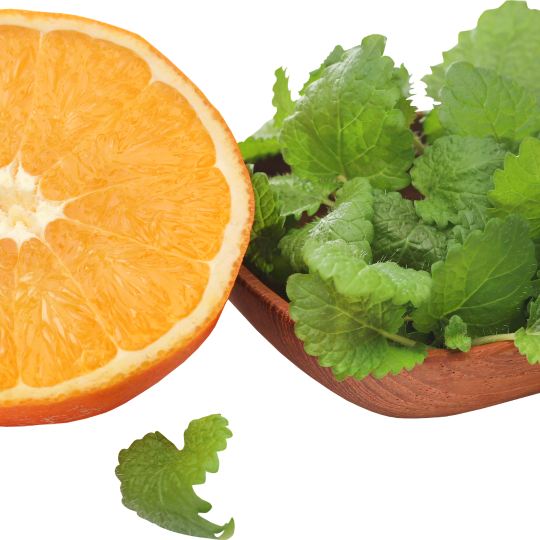 Orange Balm Plant – Fragrant Herbal Tea