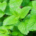 Orange Balm Plant – Fragrant Herbal Tea