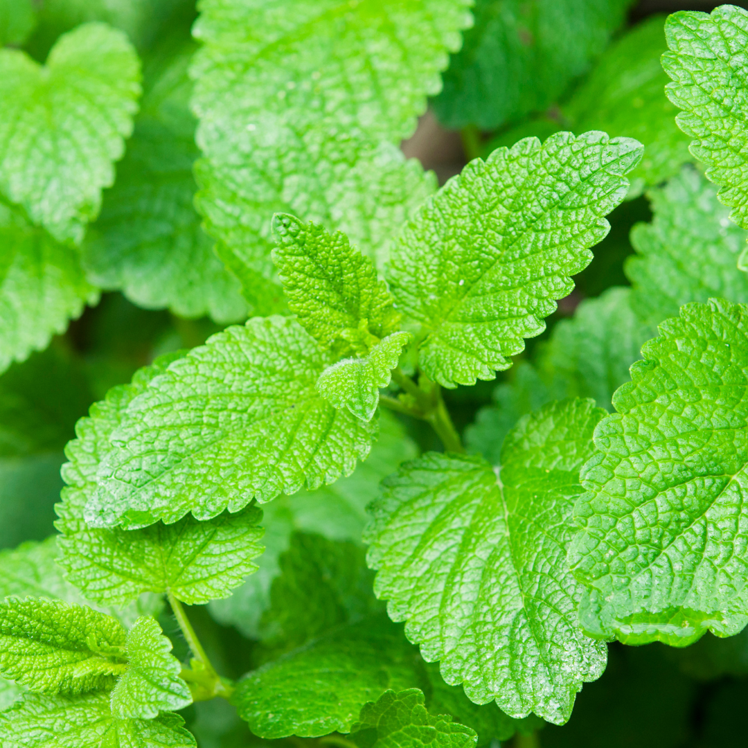 Orange Balm Plant – Fragrant Herbal Tea