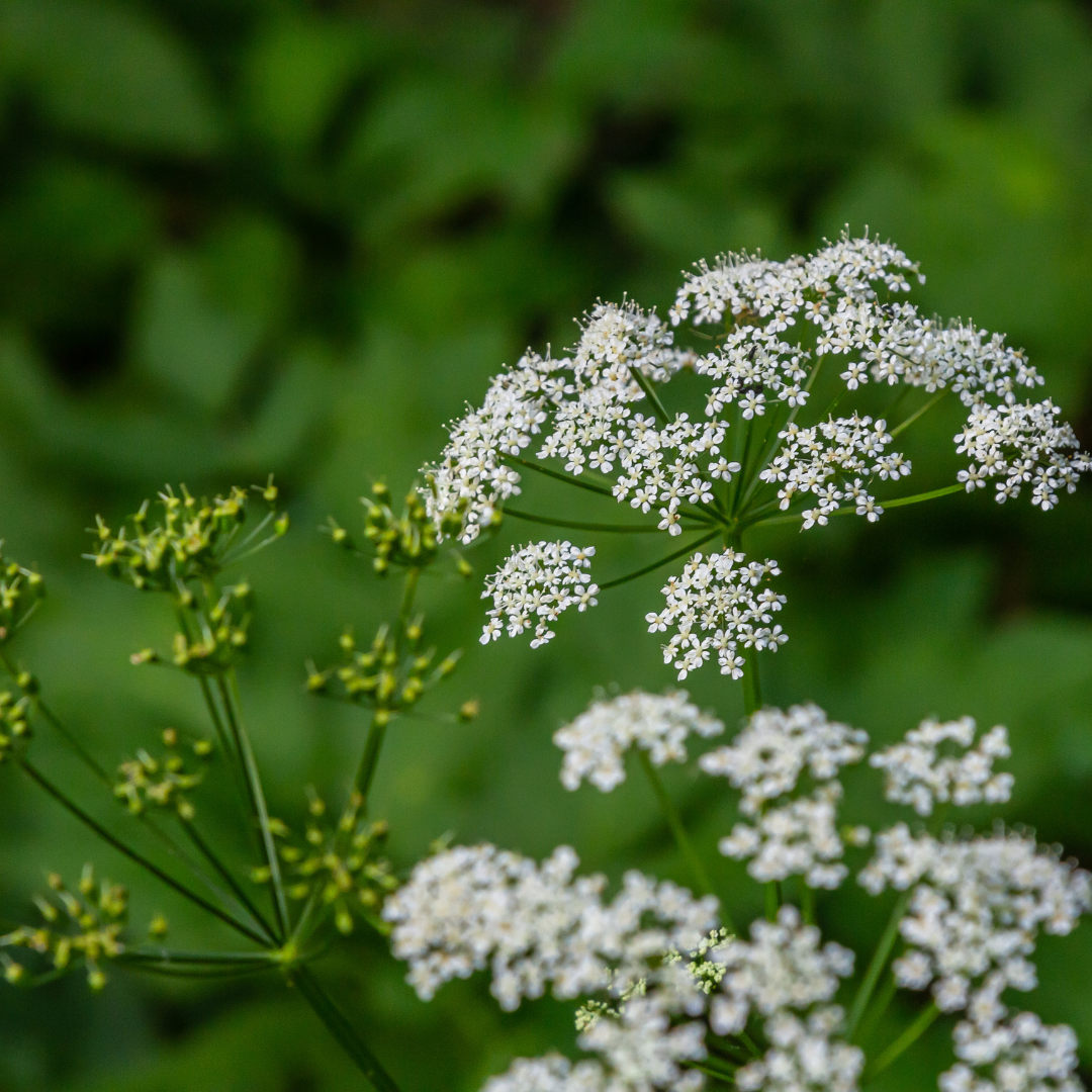 Chervil Plan - French Parsley Herb Plant