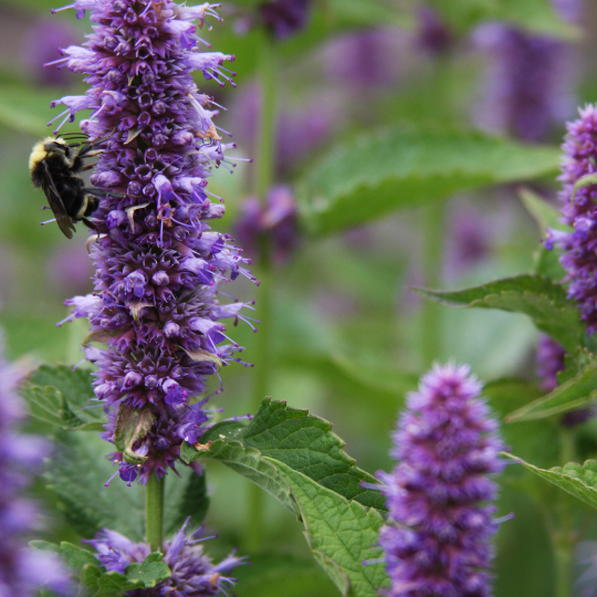 Hyssop Blue – Aromatic Pollinator Herb