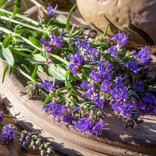 Hyssop Blue – Aromatic Pollinator Herb