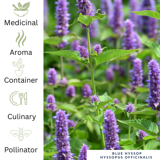 Hyssop Blue – Aromatic Pollinator Herb