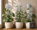 Indoor Plant Support
