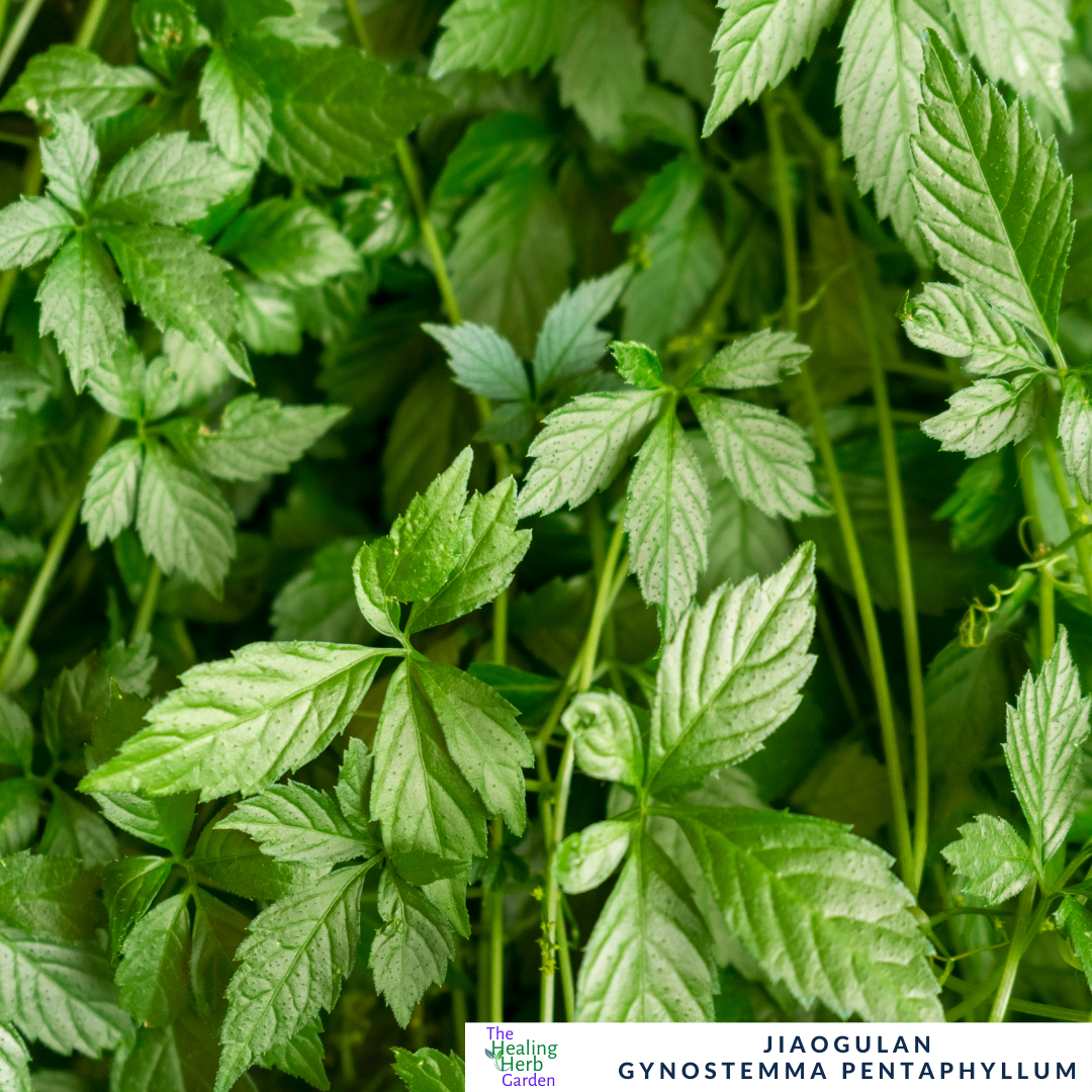 Jiaogulan - Similar Properties to Ginseng