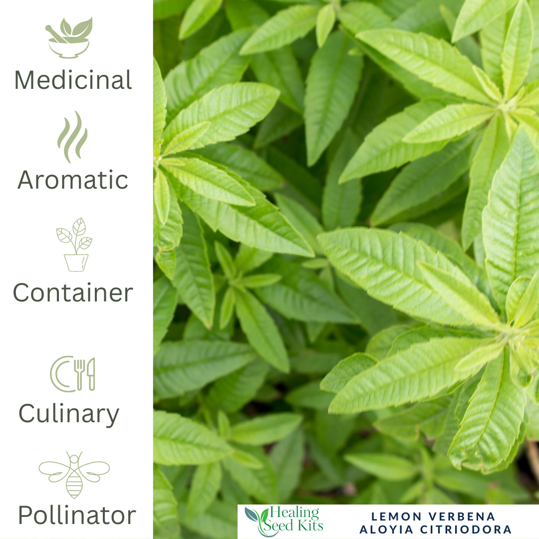 Lemon Verbena – For Fragrant Teas & Uplifting Herbal Remedies