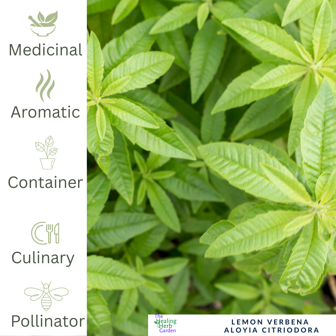 Lemon Balm – For Calming Teas & Stress Relief.