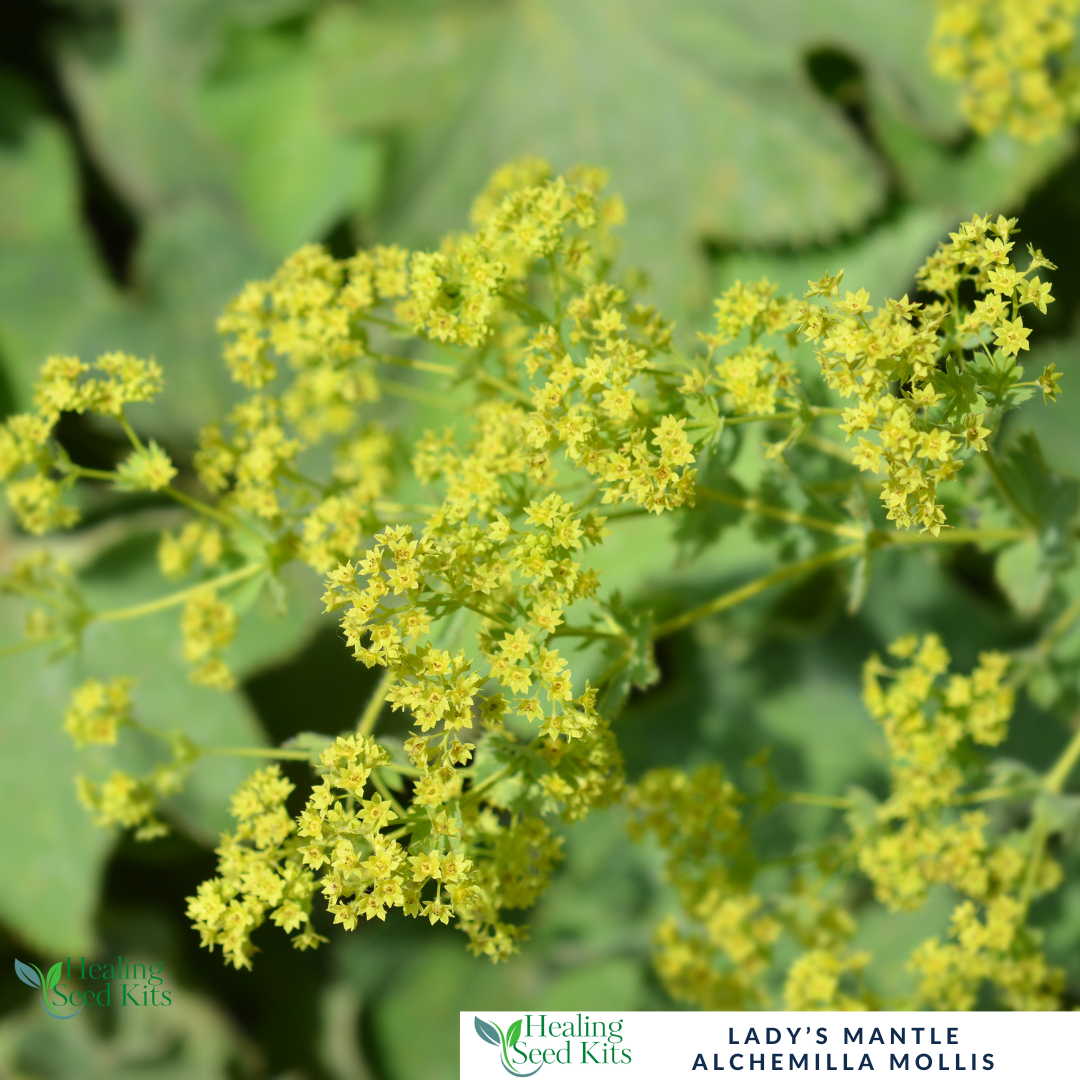 Lady's Mantle - For Women’s Herbal Wellness & Cottage Gardens