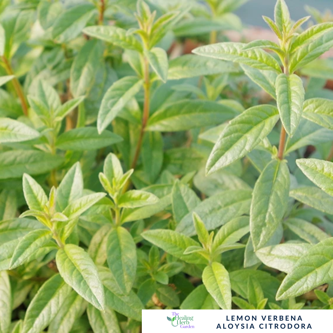 Lemon Verbena – For Relaxation & Fragrant Citrus Flavour