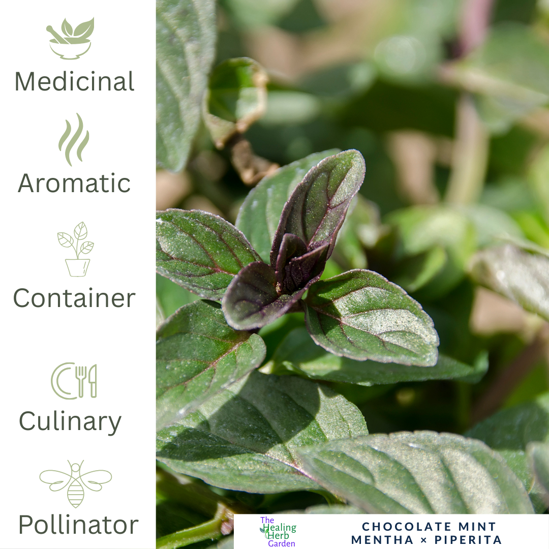 Mint - Chocolate Mint – For Desserts, Teas & Gourmet Treats