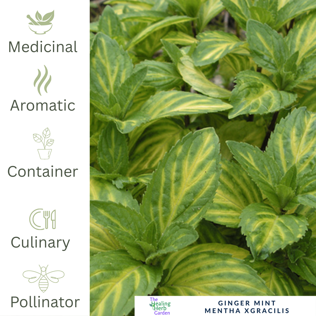 Mint – Ginger - For Refreshing Teas & Digestive Support