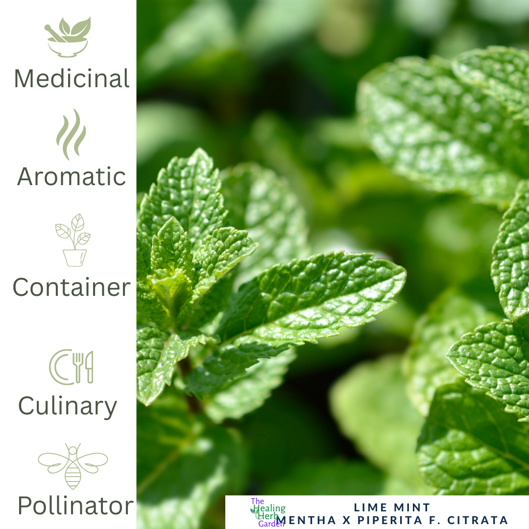 Mint - Lime Mint – For Zesty Teas & Refreshing Drinks