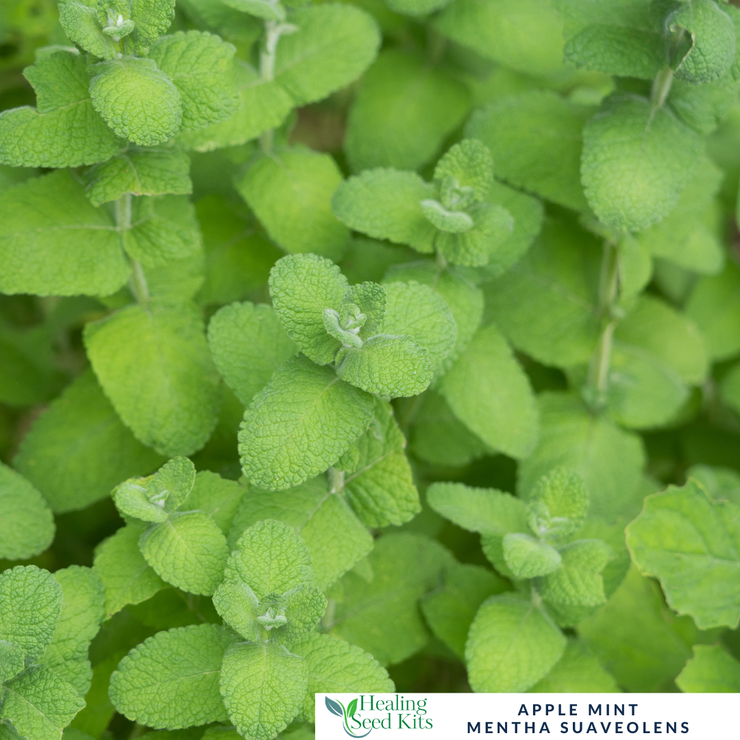 Mint - Apple For Fruity Teas & Fresh Summer Drinks