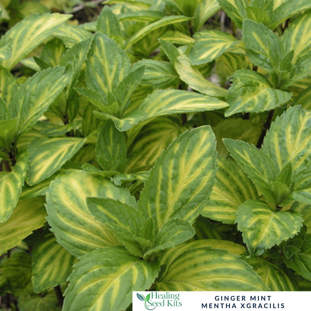 Mint – Ginger - For Refreshing Teas & Digestive Support