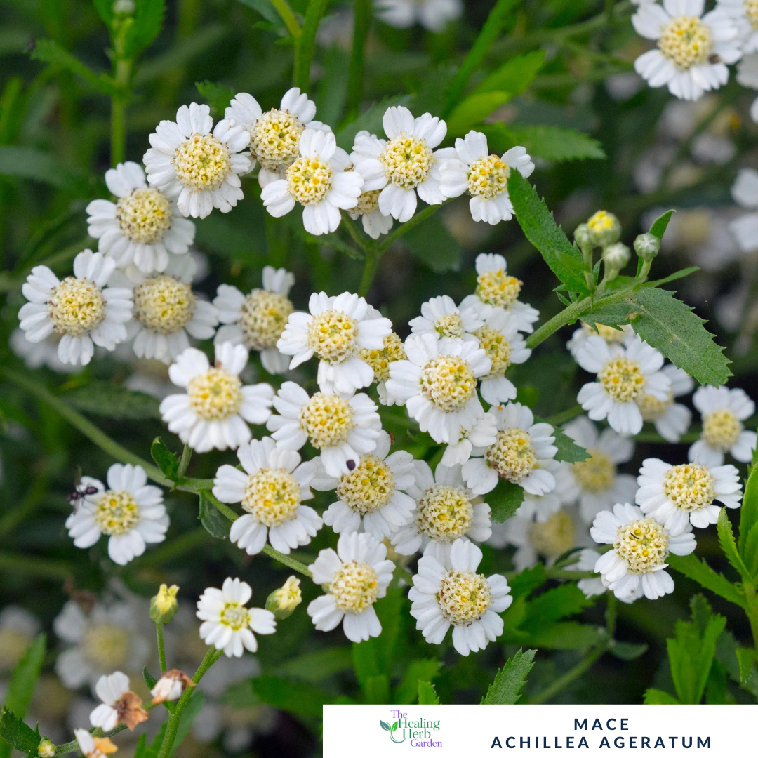 English Mace – For Gentle Healing & Golden Summer Blooms