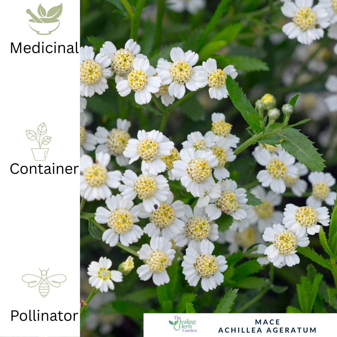 English Mace – For Gentle Healing & Golden Summer Blooms