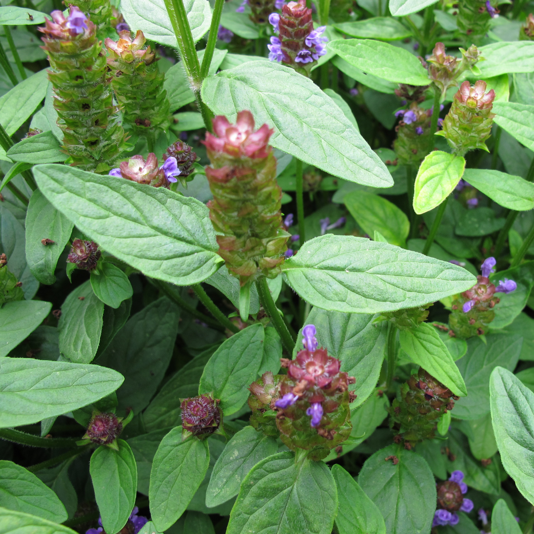 Self Heal/All Heal - For Wound Care & Immune Support