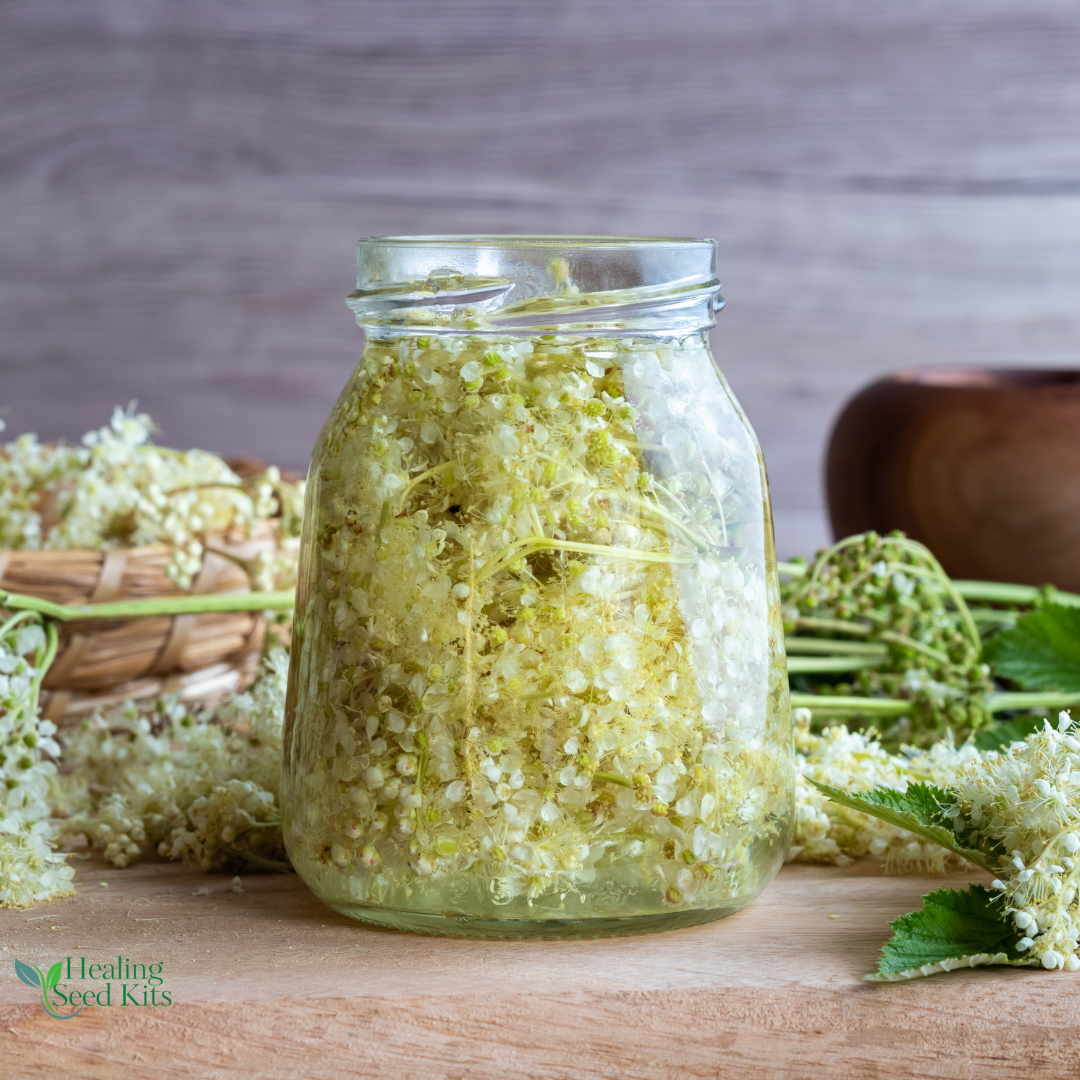 Meadowsweet - For Gentle Herbal Relief
