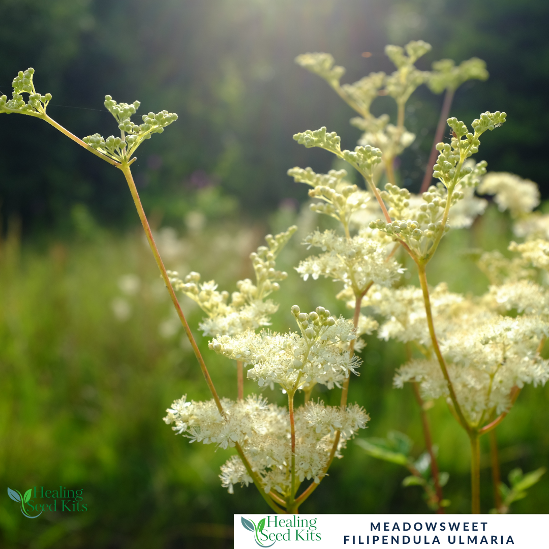 Meadowsweet - For Gentle Herbal Relief
