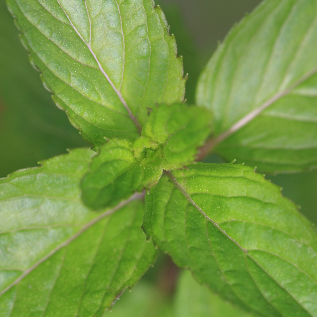 Ginger Mint – Warm, Spicy Mint for Summer Drinks