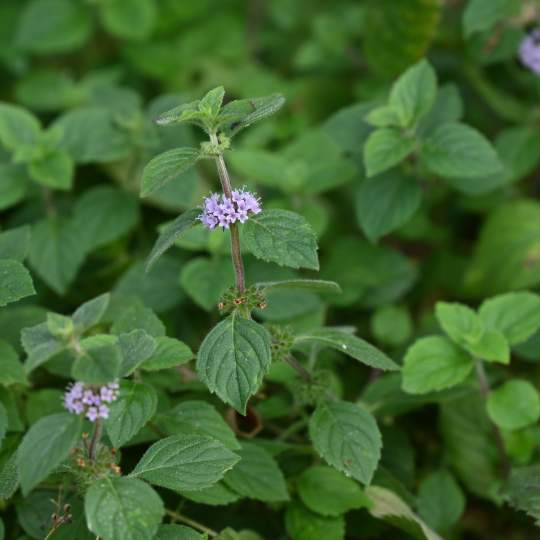 Japanese Mint – Menthol-Rich Cooling Mint