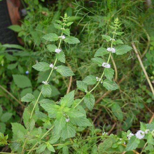 Japanese Mint – Menthol-Rich Cooling Mint