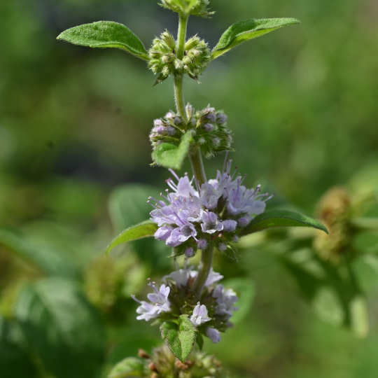 Japanese Mint – Menthol-Rich Cooling Mint